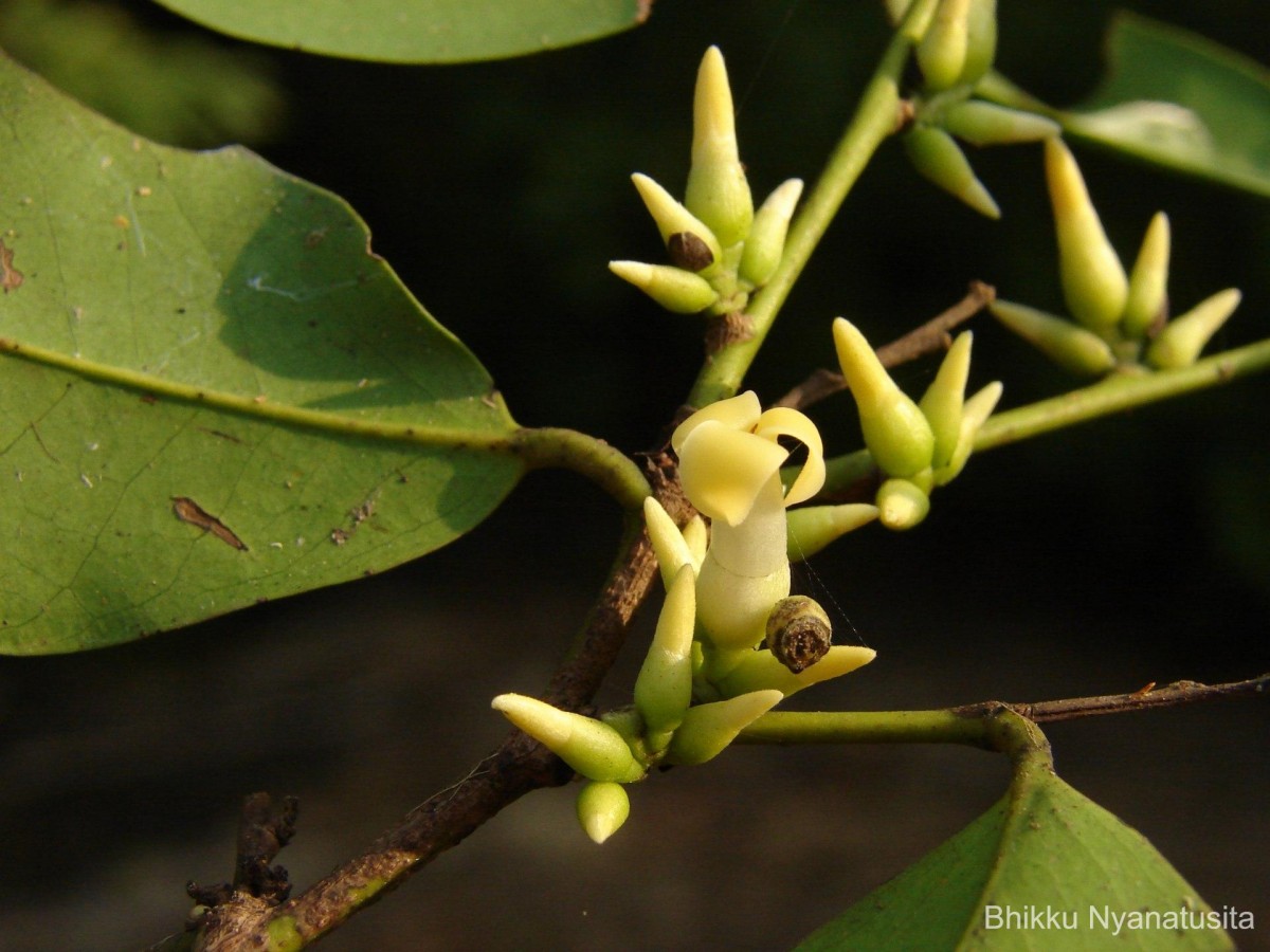 Diospyros oocarpa Thwaites